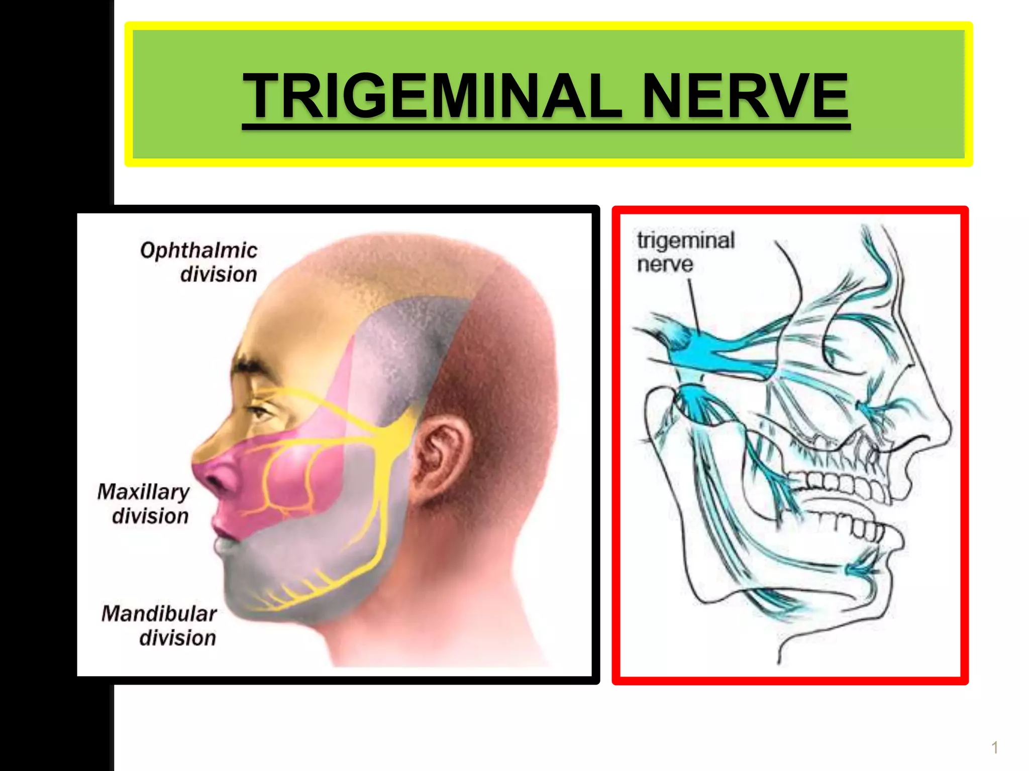 TRIGEMINAL NERVE
1
 