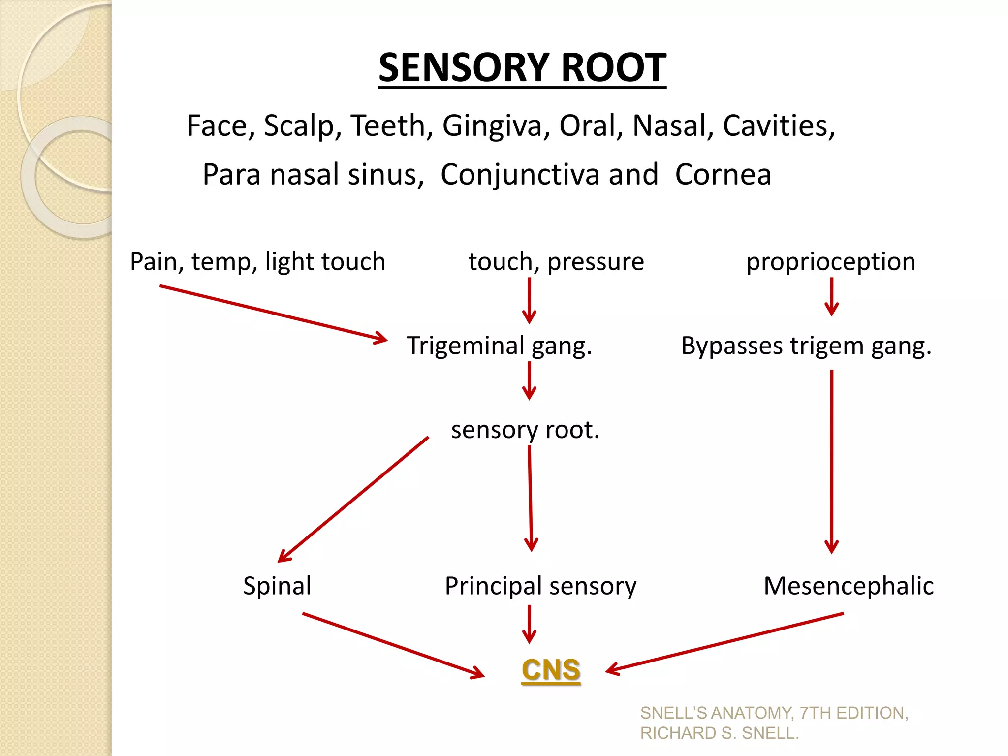 SENSORY ROOT
Face, Scalp, Teeth, Gingiva, Oral, Nasal, Cavities,
Para nasal sinus, Conjunctiva and Cornea
Pain, temp, light touch touch, pressure proprioception
Trigeminal gang. Bypasses trigem gang.
sensory root.
Spinal Principal sensory Mesencephalic
CNS
SNELL’S ANATOMY, 7TH EDITION,
RICHARD S. SNELL.
 