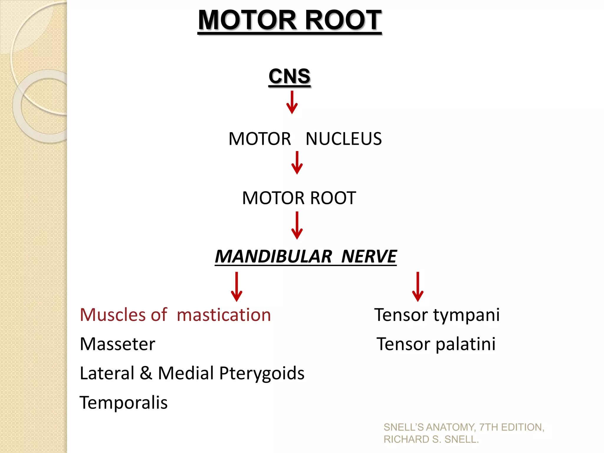MOTOR NUCLEUS
MOTOR ROOT
MANDIBULAR NERVE
Muscles of mastication Tensor tympani
Masseter Tensor palatini
Lateral & Medial Pterygoids
Temporalis
CNS
MOTOR ROOT
SNELL’S ANATOMY, 7TH EDITION,
RICHARD S. SNELL.
 