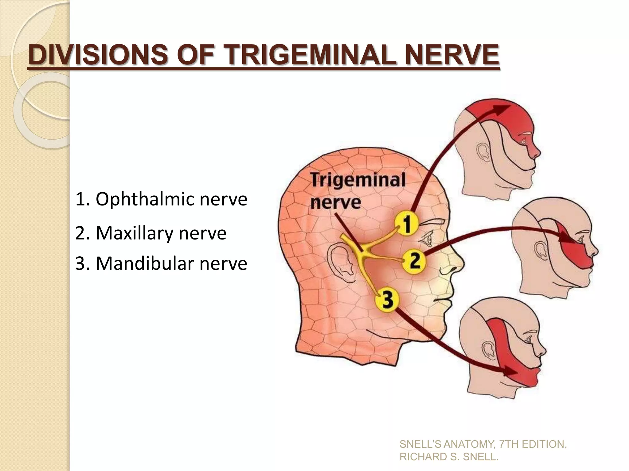DIVISIONS OF TRIGEMINAL NERVE
1. Ophthalmic nerve
2. Maxillary nerve
3. Mandibular nerve
SNELL’S ANATOMY, 7TH EDITION,
RICHARD S. SNELL.
 