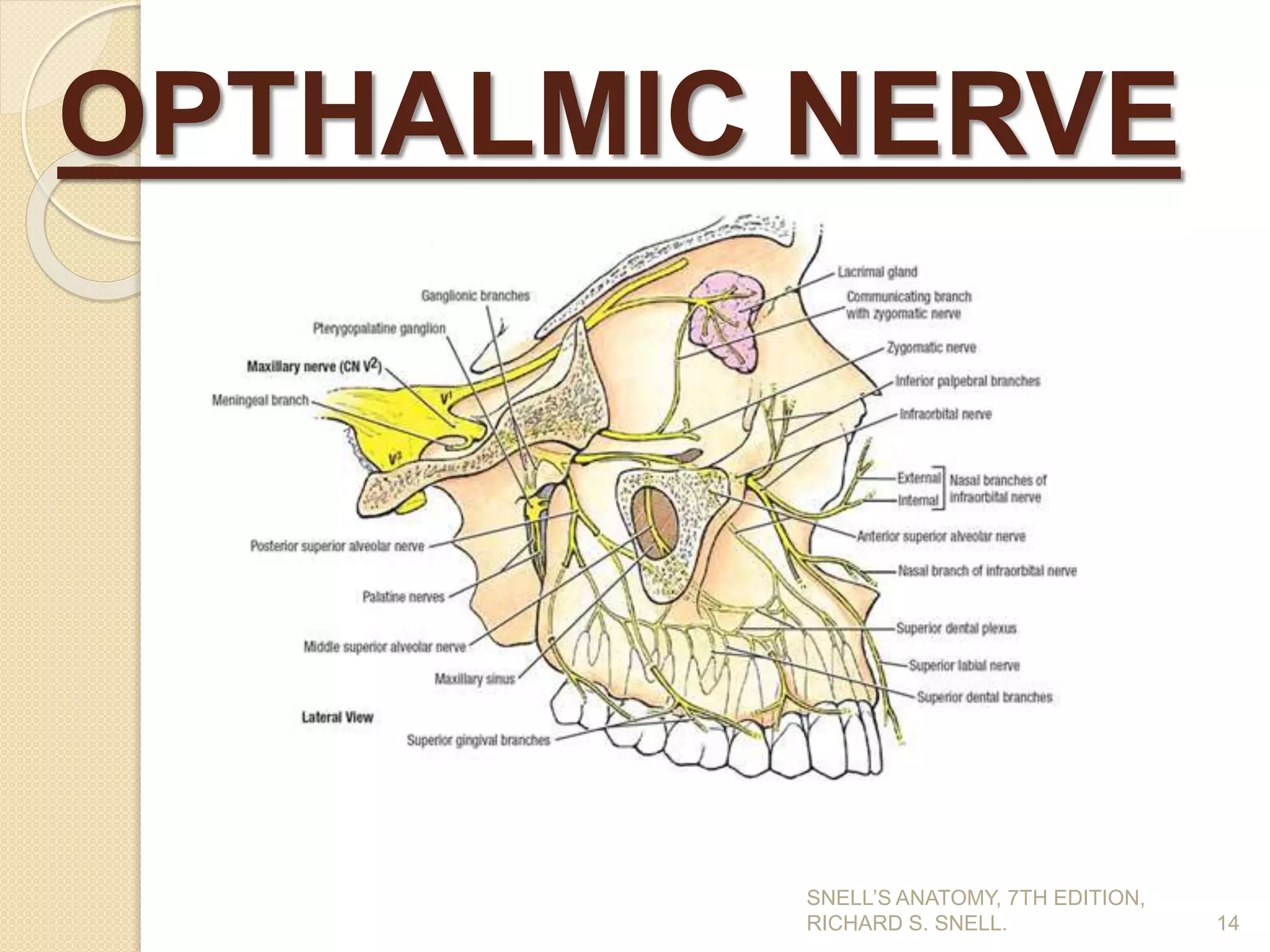 OPTHALMIC NERVE
14
SNELL’S ANATOMY, 7TH EDITION,
RICHARD S. SNELL.
 