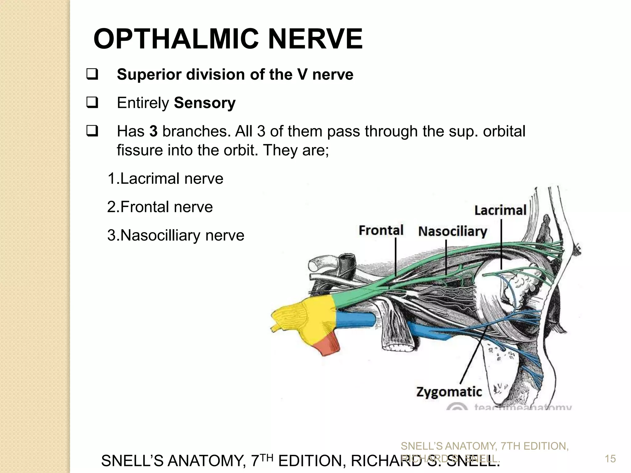 15
OPTHALMIC NERVE
 Superior division of the V nerve
 Entirely Sensory
 Has 3 branches. All 3 of them pass through the sup. orbital
fissure into the orbit. They are;
1.Lacrimal nerve
2.Frontal nerve
3.Nasocilliary nerve
SNELL’S ANATOMY, 7TH EDITION, RICHARD S. SNELL.
SNELL’S ANATOMY, 7TH EDITION,
RICHARD S. SNELL.
 