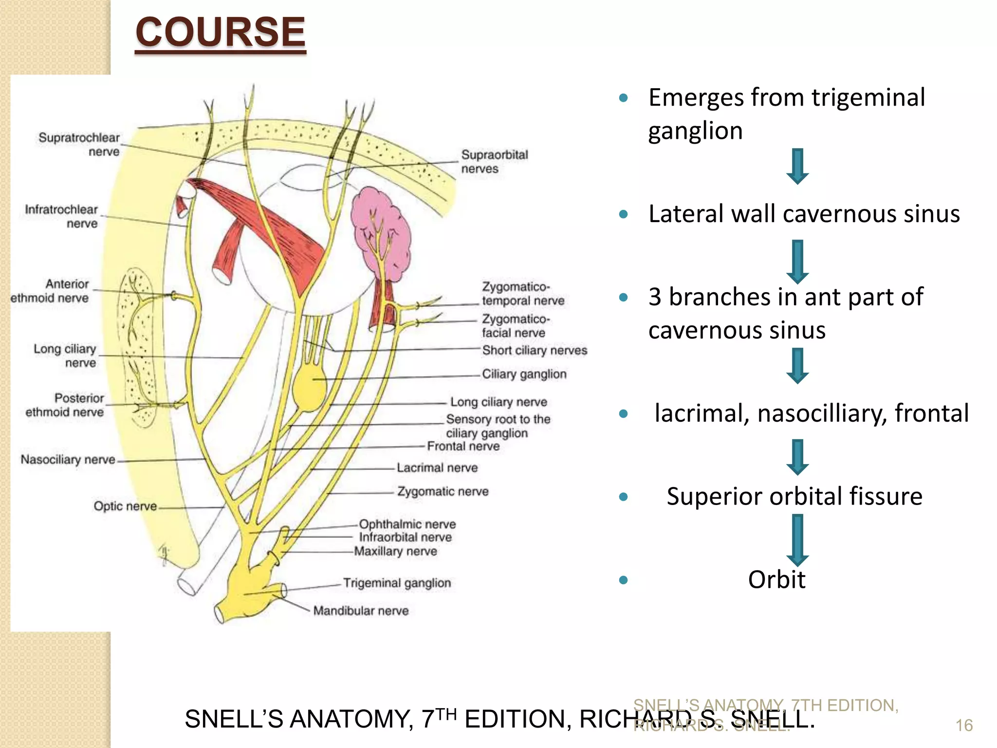16
COURSE
 Emerges from trigeminal
ganglion
 Lateral wall cavernous sinus
 3 branches in ant part of
cavernous sinus
 lacrimal, nasocilliary, frontal
 Superior orbital fissure
 Orbit
SNELL’S ANATOMY, 7TH EDITION, RICHARD S. SNELL.
SNELL’S ANATOMY, 7TH EDITION,
RICHARD S. SNELL.
 