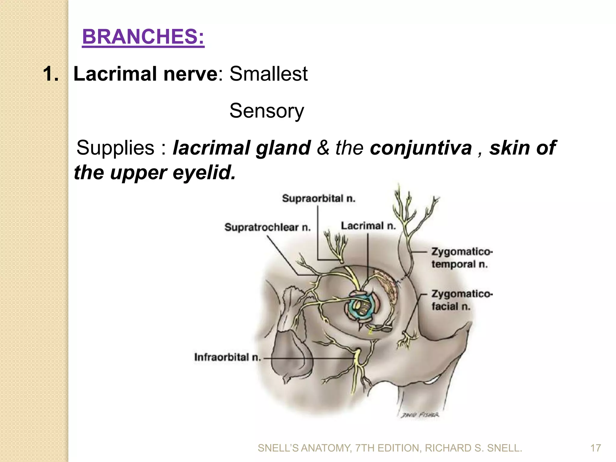 BRANCHES:
1. Lacrimal nerve: Smallest
Sensory
Supplies : lacrimal gland & the conjuntiva , skin of
the upper eyelid.
17SNELL’S ANATOMY, 7TH EDITION, RICHARD S. SNELL.
 
