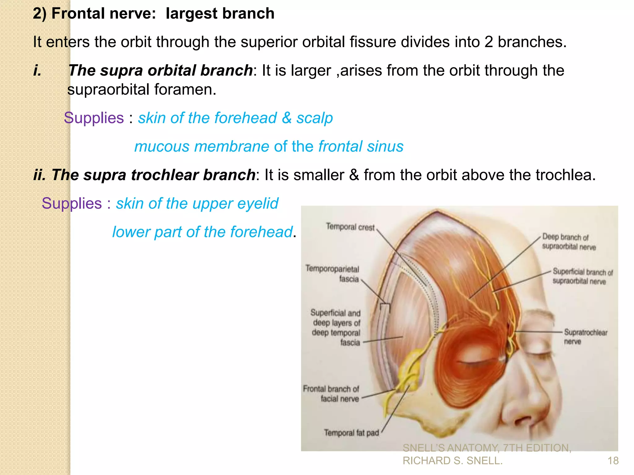 2) Frontal nerve: largest branch
It enters the orbit through the superior orbital fissure divides into 2 branches.
i. The supra orbital branch: It is larger ,arises from the orbit through the
supraorbital foramen.
Supplies : skin of the forehead & scalp
mucous membrane of the frontal sinus
ii. The supra trochlear branch: It is smaller & from the orbit above the trochlea.
Supplies : skin of the upper eyelid
lower part of the forehead.
18
SNELL’S ANATOMY, 7TH EDITION,
RICHARD S. SNELL.
 