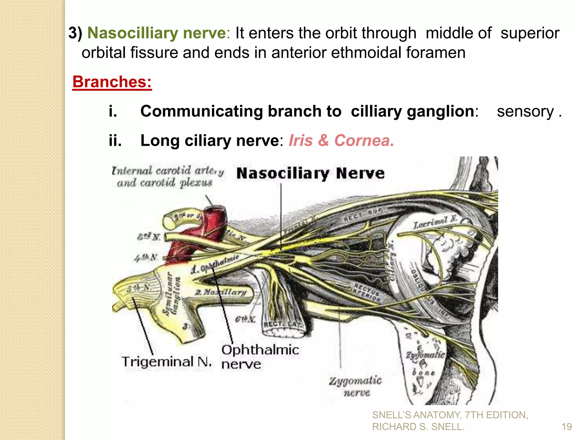 3) Nasocilliary nerve: It enters the orbit through middle of superior
orbital fissure and ends in anterior ethmoidal foramen
Branches:
i. Communicating branch to cilliary ganglion: sensory .
ii. Long ciliary nerve: Iris & Cornea.
19
SNELL’S ANATOMY, 7TH EDITION,
RICHARD S. SNELL.
 