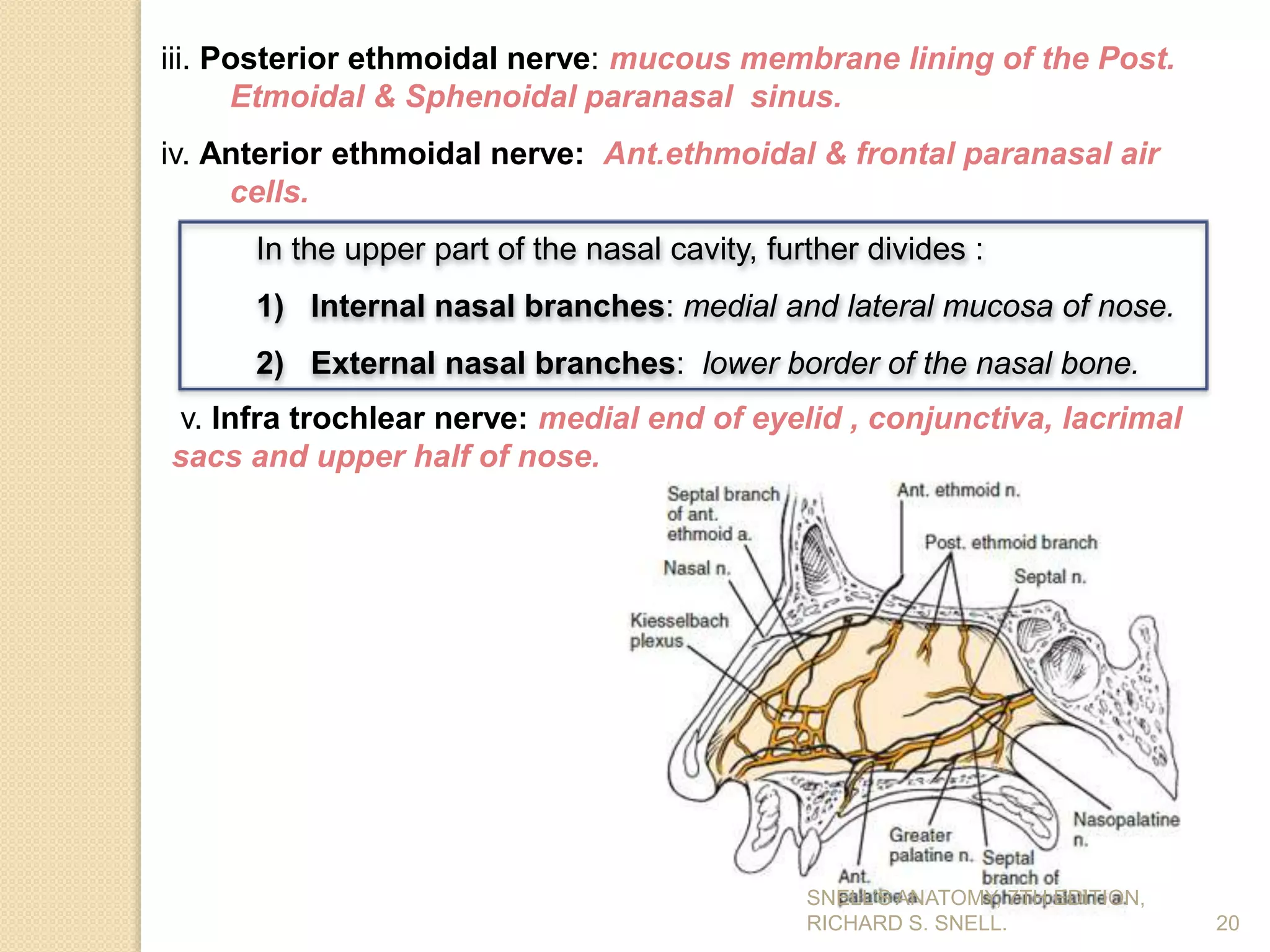 iii. Posterior ethmoidal nerve: mucous membrane lining of the Post.
Etmoidal & Sphenoidal paranasal sinus.
iv. Anterior ethmoidal nerve: Ant.ethmoidal & frontal paranasal air
cells.
20
In the upper part of the nasal cavity, further divides :
1) Internal nasal branches: medial and lateral mucosa of nose.
2) External nasal branches: lower border of the nasal bone.
v. Infra trochlear nerve: medial end of eyelid , conjunctiva, lacrimal
sacs and upper half of nose.
SNELL’S ANATOMY, 7TH EDITION,
RICHARD S. SNELL.
 