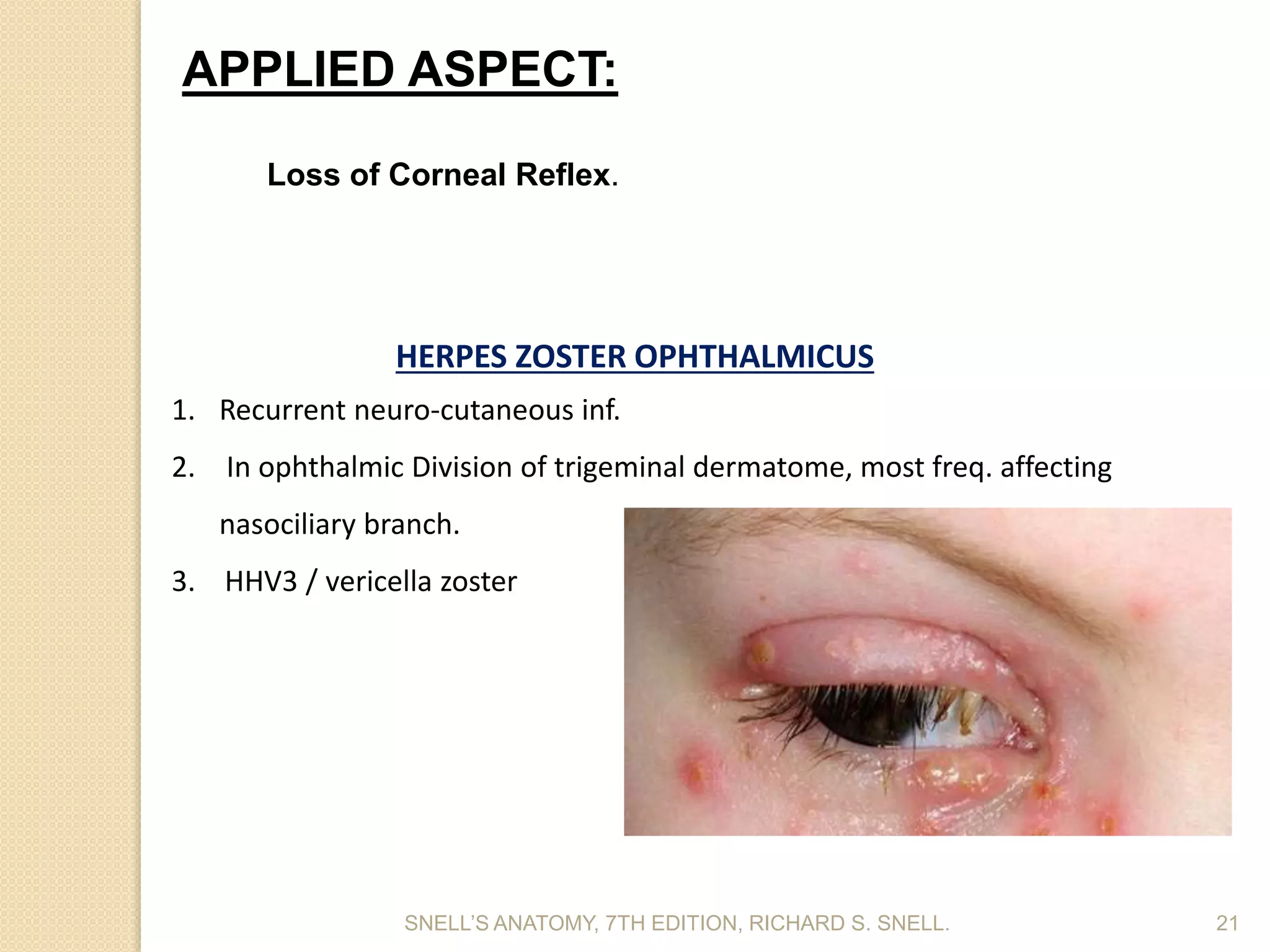 SNELL’S ANATOMY, 7TH EDITION, RICHARD S. SNELL. 21
APPLIED ASPECT:
Loss of Corneal Reflex.
HERPES ZOSTER OPHTHALMICUS
1. Recurrent neuro-cutaneous inf.
2. In ophthalmic Division of trigeminal dermatome, most freq. affecting
nasociliary branch.
3. HHV3 / vericella zoster
 