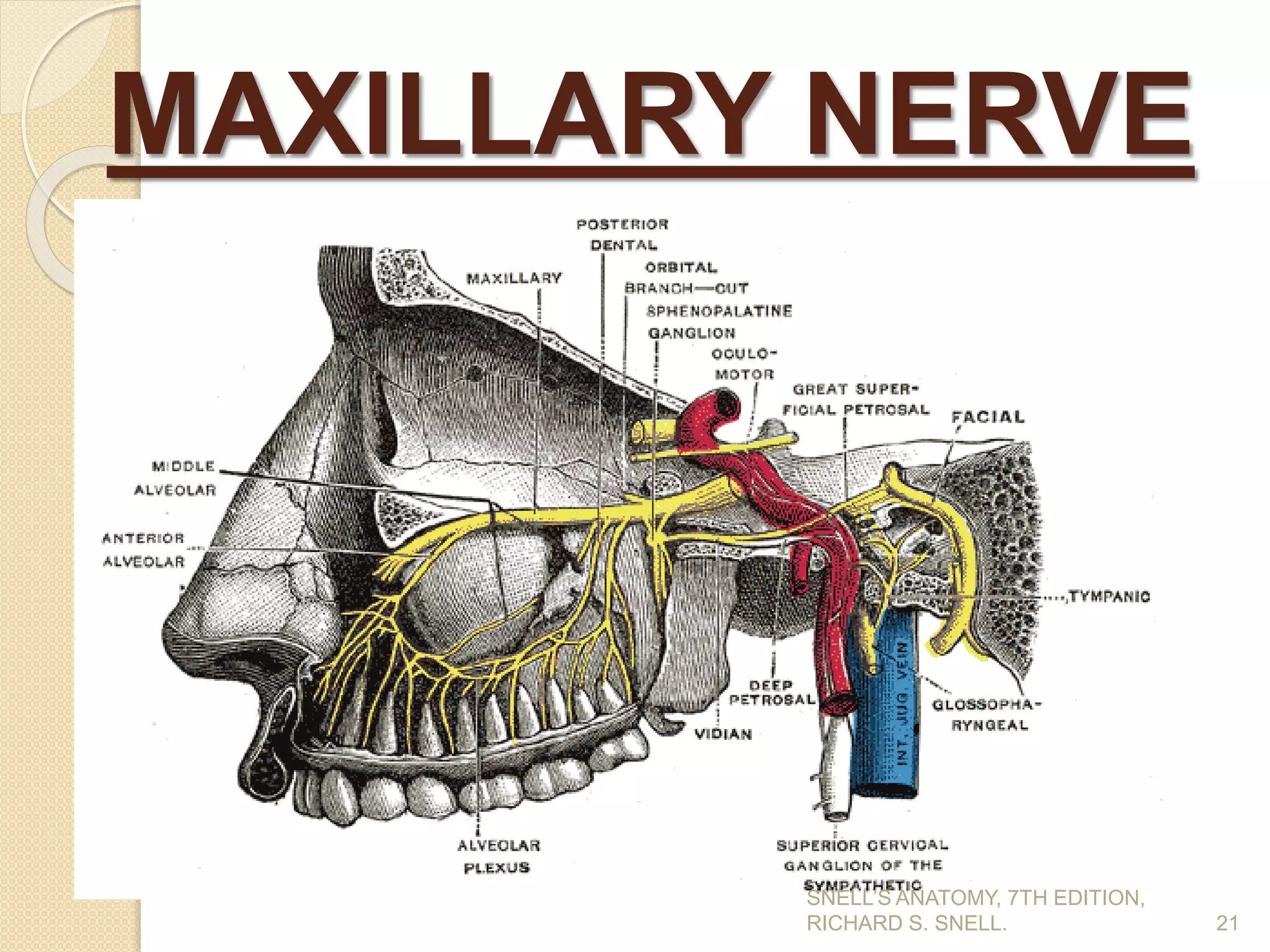 MAXILLARY NERVE
21
SNELL’S ANATOMY, 7TH EDITION,
RICHARD S. SNELL.
 