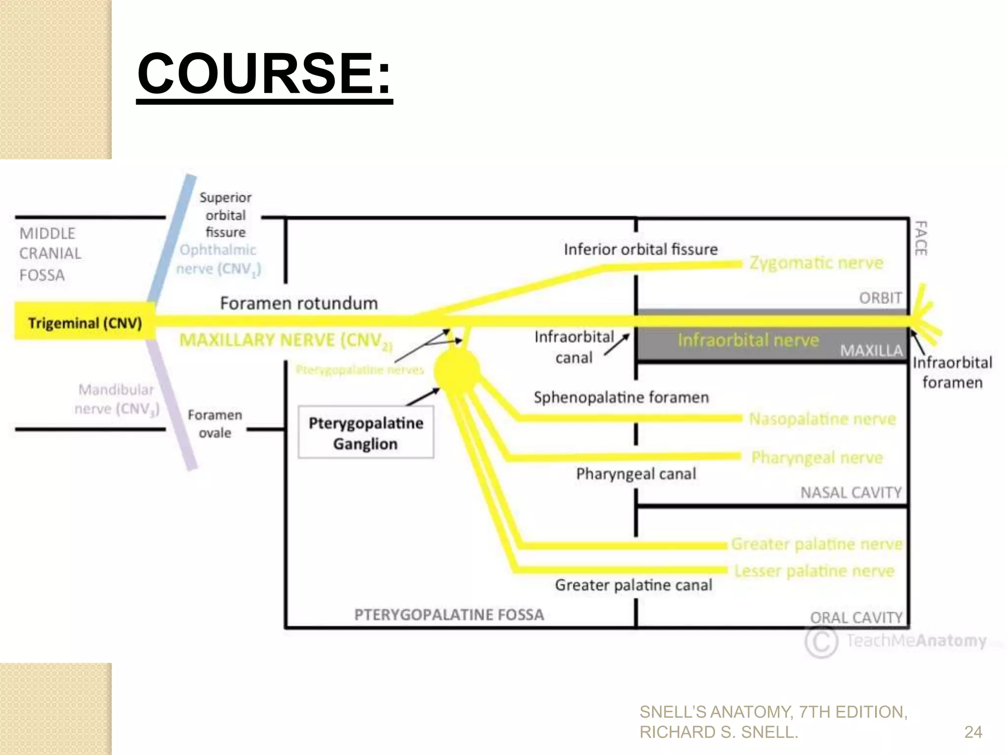 24
COURSE:
SNELL’S ANATOMY, 7TH EDITION,
RICHARD S. SNELL.
 
