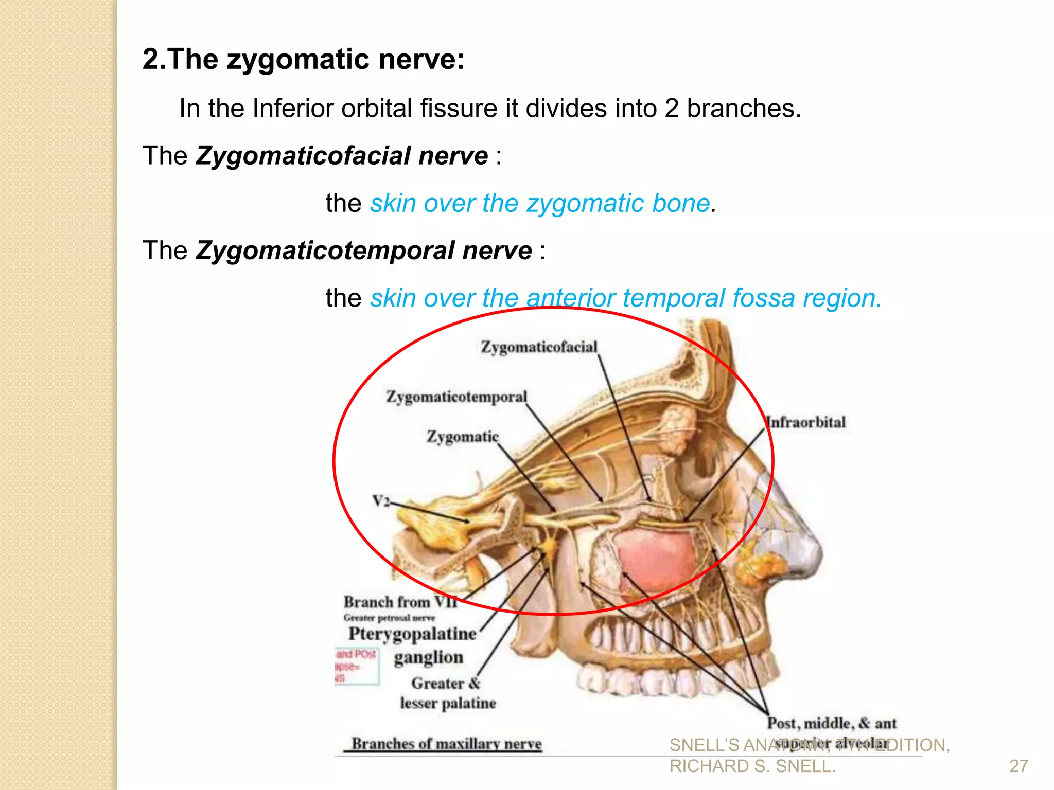 27
2.The zygomatic nerve:
In the Inferior orbital fissure it divides into 2 branches.
The Zygomaticofacial nerve :
the skin over the zygomatic bone.
The Zygomaticotemporal nerve :
the skin over the anterior temporal fossa region.
SNELL’S ANATOMY, 7TH EDITION,
RICHARD S. SNELL.
 