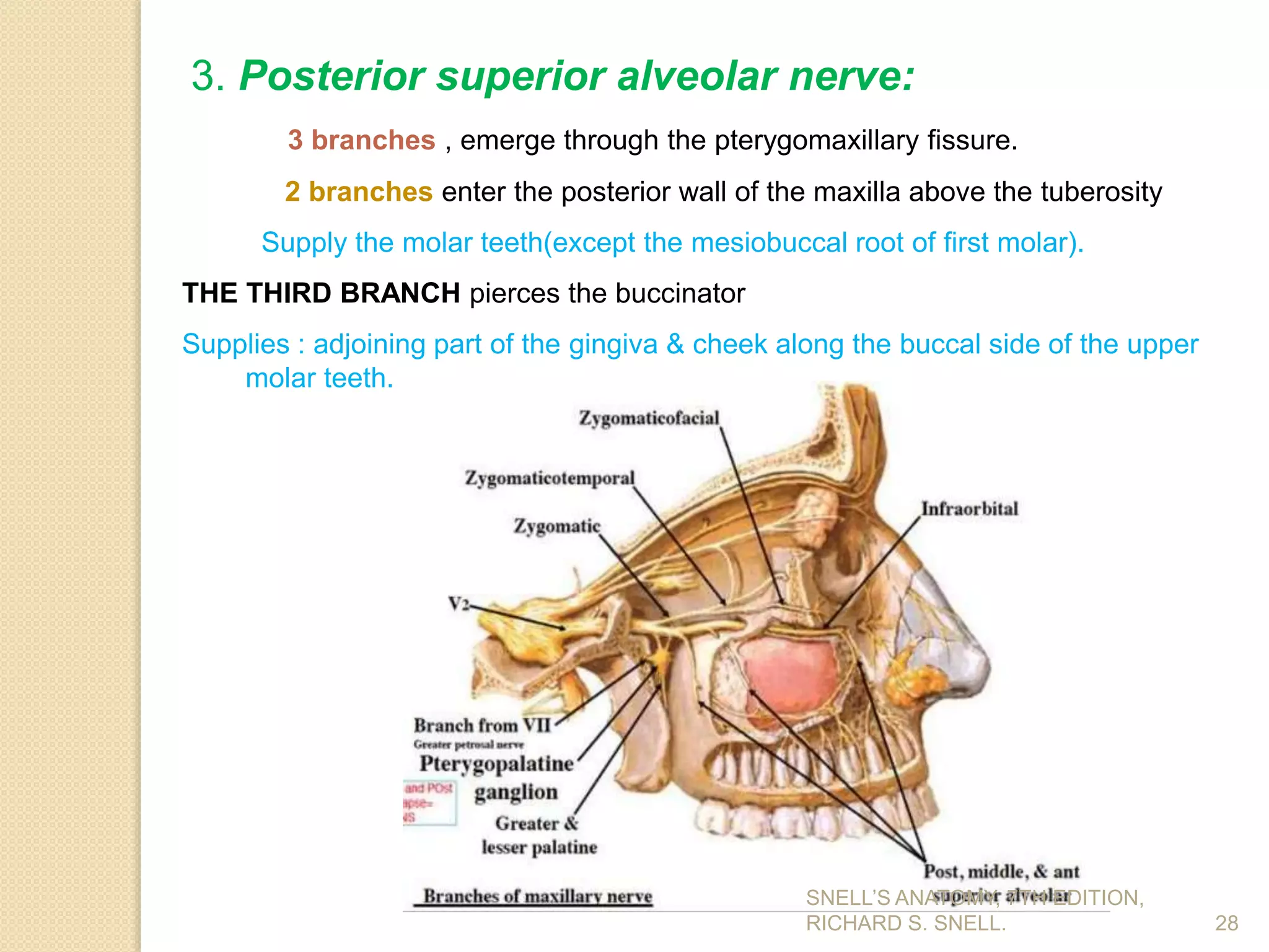 28
3. Posterior superior alveolar nerve:
3 branches , emerge through the pterygomaxillary fissure.
2 branches enter the posterior wall of the maxilla above the tuberosity
Supply the molar teeth(except the mesiobuccal root of first molar).
THE THIRD BRANCH pierces the buccinator
Supplies : adjoining part of the gingiva & cheek along the buccal side of the upper
molar teeth.
SNELL’S ANATOMY, 7TH EDITION,
RICHARD S. SNELL.
 