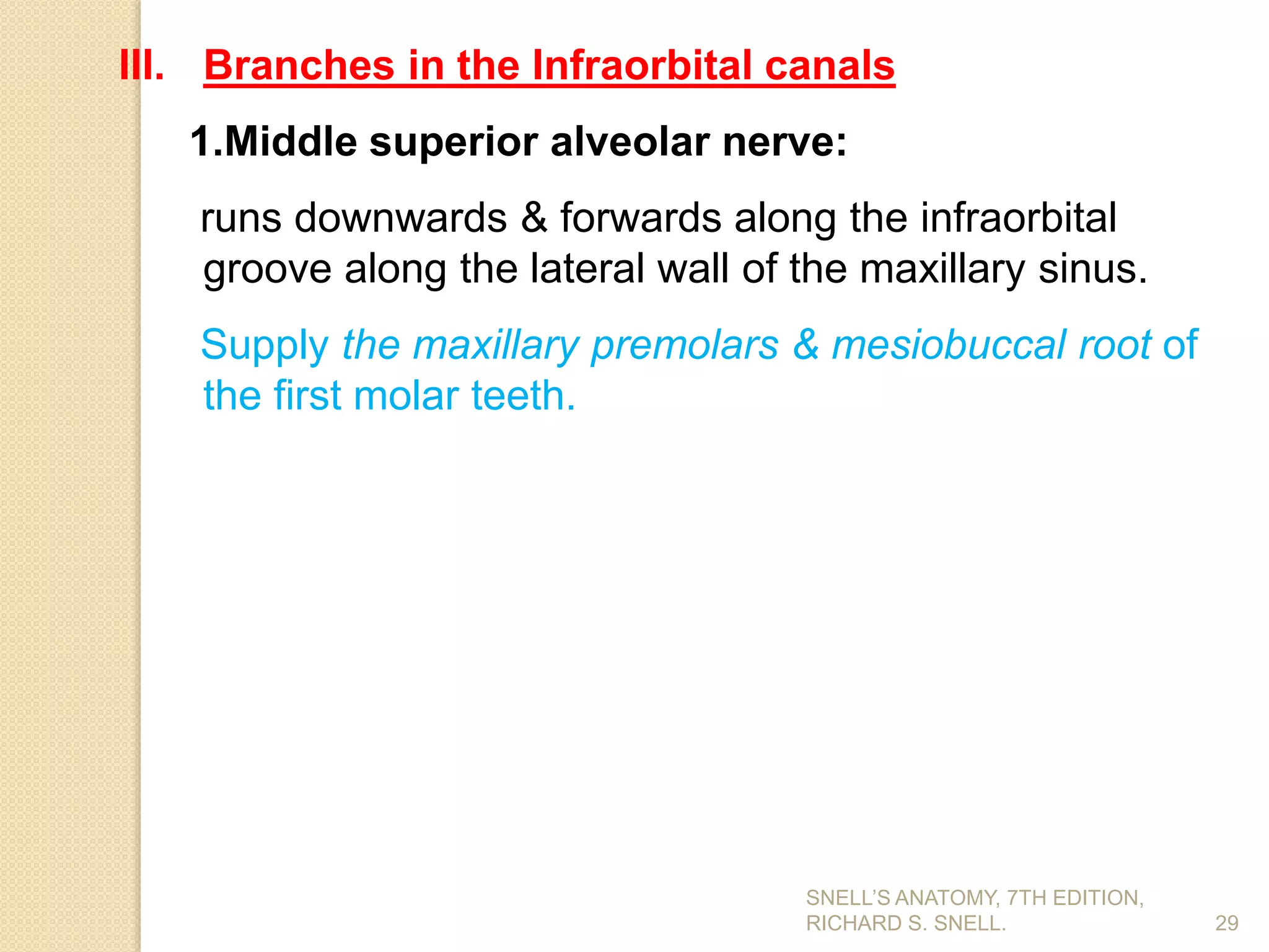 III. Branches in the Infraorbital canals
1.Middle superior alveolar nerve:
runs downwards & forwards along the infraorbital
groove along the lateral wall of the maxillary sinus.
Supply the maxillary premolars & mesiobuccal root of
the first molar teeth.
29
SNELL’S ANATOMY, 7TH EDITION,
RICHARD S. SNELL.
 