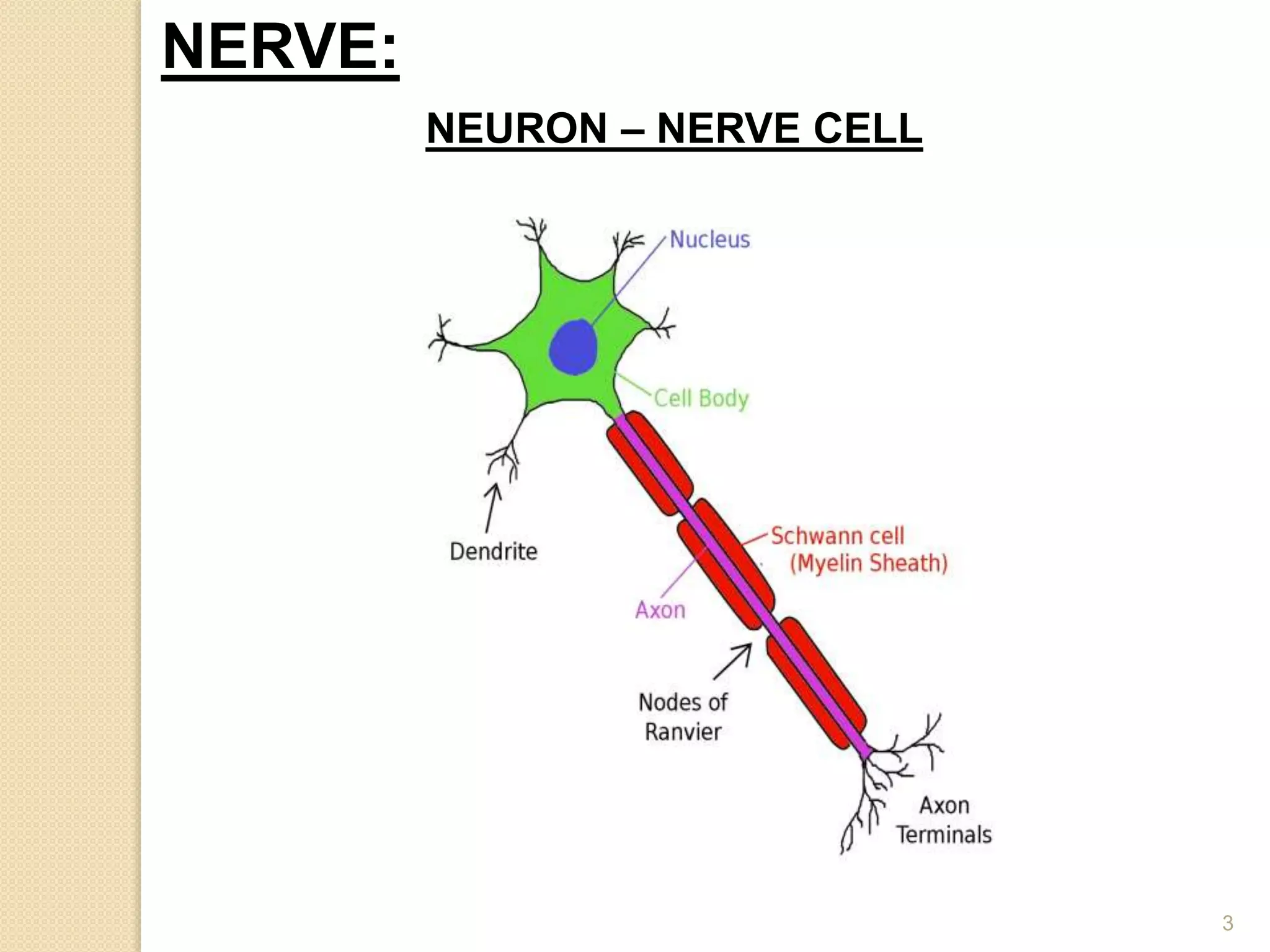 3
NERVE:
NEURON – NERVE CELL
 