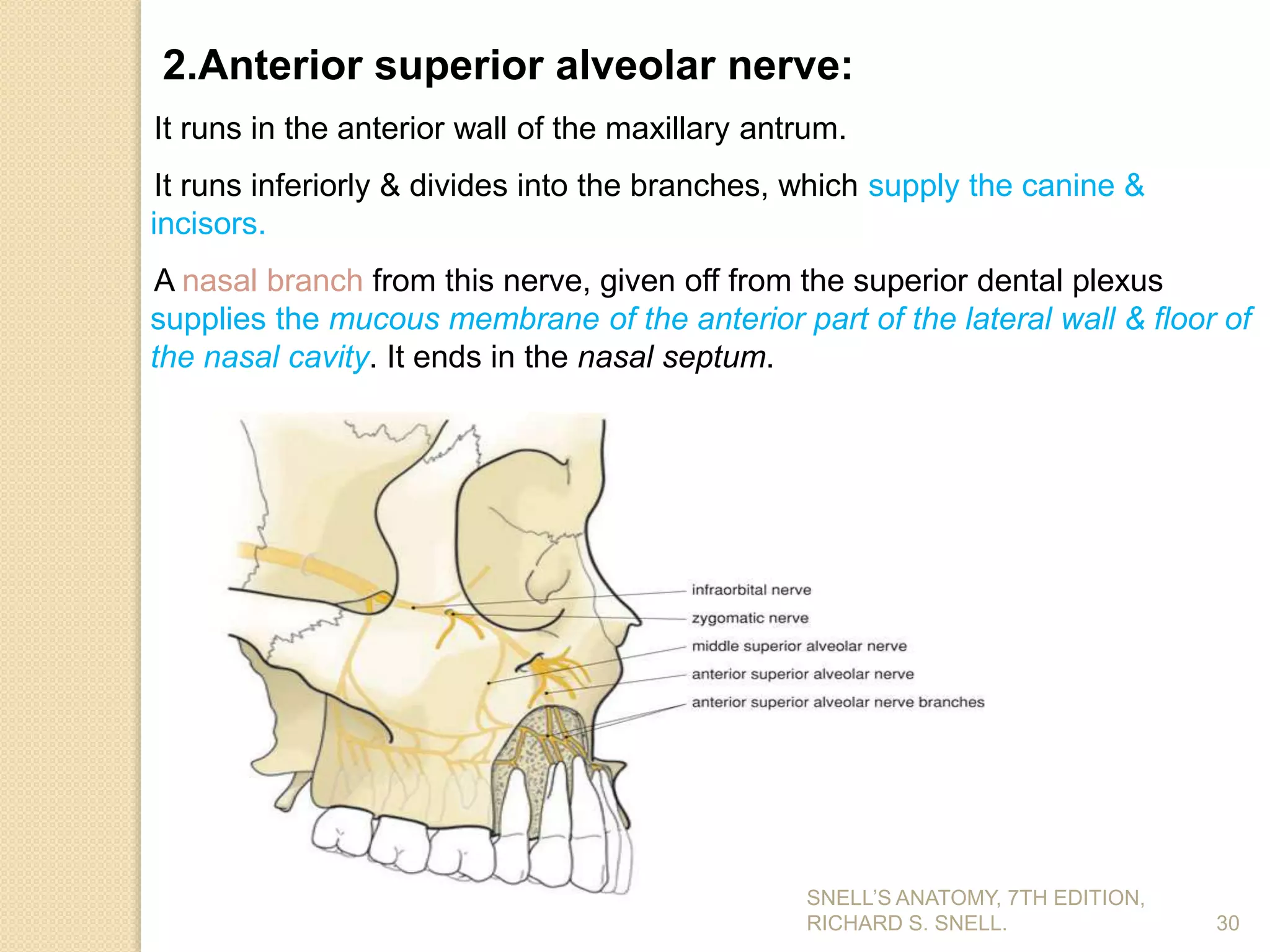 30
2.Anterior superior alveolar nerve:
It runs in the anterior wall of the maxillary antrum.
It runs inferiorly & divides into the branches, which supply the canine &
incisors.
A nasal branch from this nerve, given off from the superior dental plexus
supplies the mucous membrane of the anterior part of the lateral wall & floor of
the nasal cavity. It ends in the nasal septum.
SNELL’S ANATOMY, 7TH EDITION,
RICHARD S. SNELL.
 