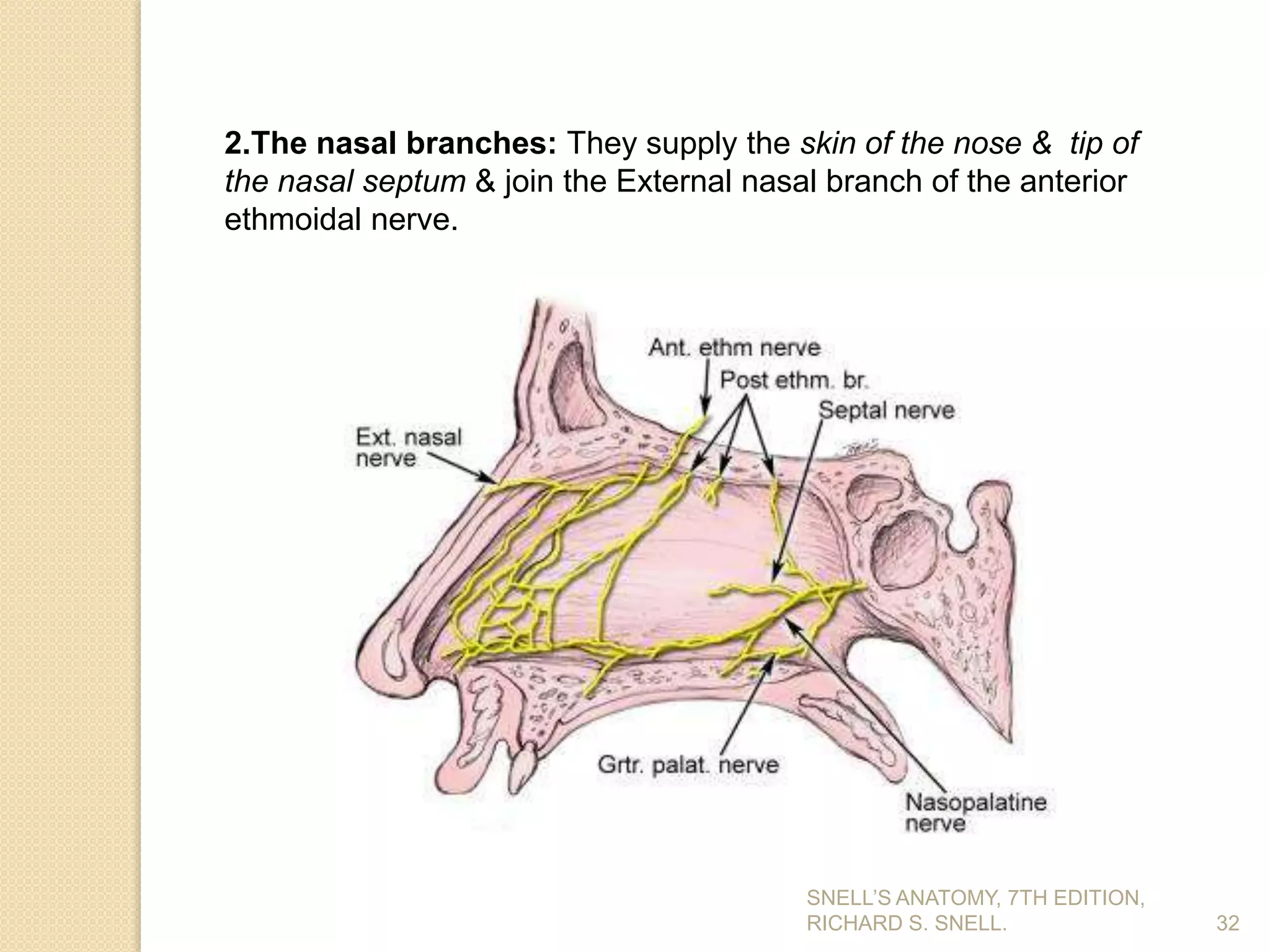32
2.The nasal branches: They supply the skin of the nose & tip of
the nasal septum & join the External nasal branch of the anterior
ethmoidal nerve.
SNELL’S ANATOMY, 7TH EDITION,
RICHARD S. SNELL.
 