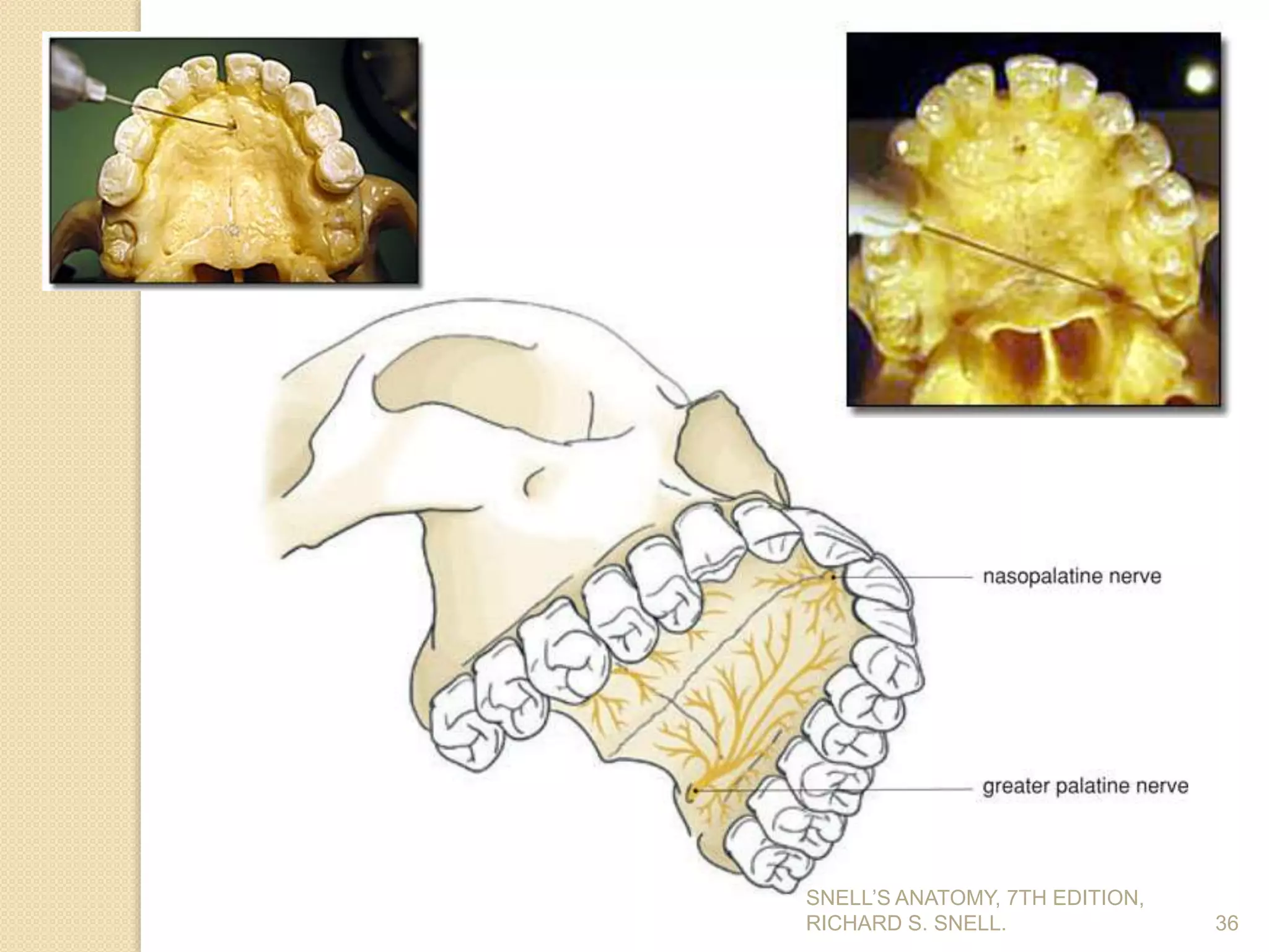 36
SNELL’S ANATOMY, 7TH EDITION,
RICHARD S. SNELL.
 