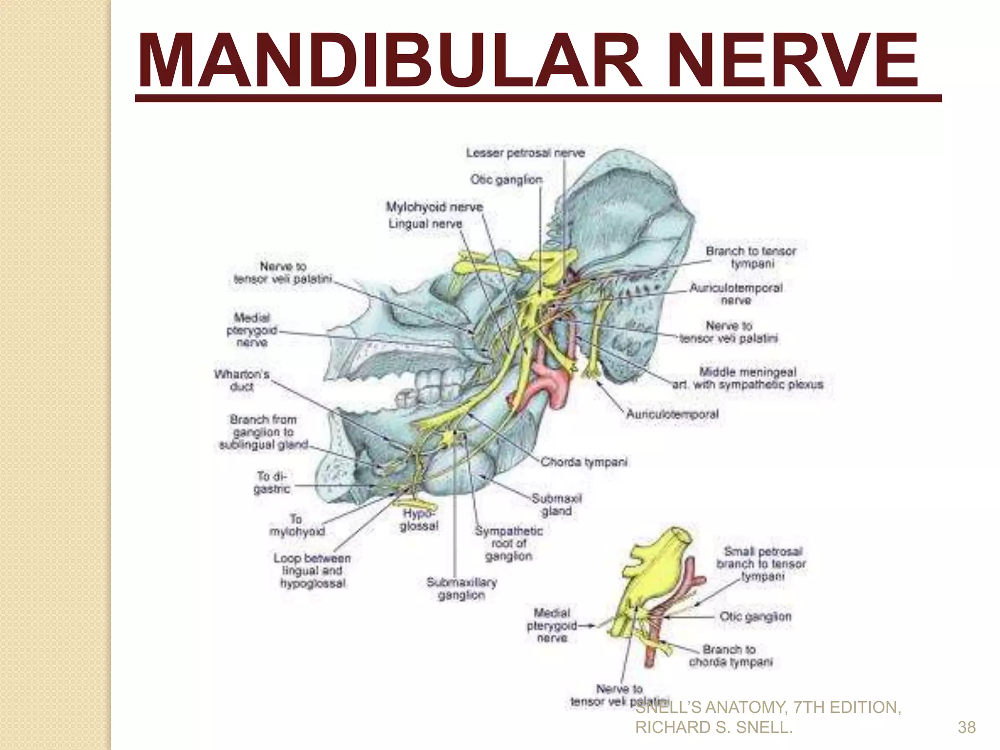 38
MANDIBULAR NERVE
SNELL’S ANATOMY, 7TH EDITION,
RICHARD S. SNELL.
 