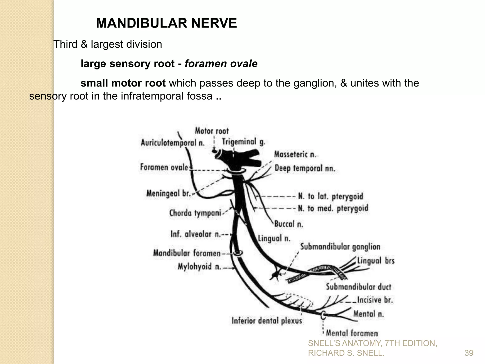 MANDIBULAR NERVE
Third & largest division
large sensory root - foramen ovale
small motor root which passes deep to the ganglion, & unites with the
sensory root in the infratemporal fossa ..
39
SNELL’S ANATOMY, 7TH EDITION,
RICHARD S. SNELL.
 