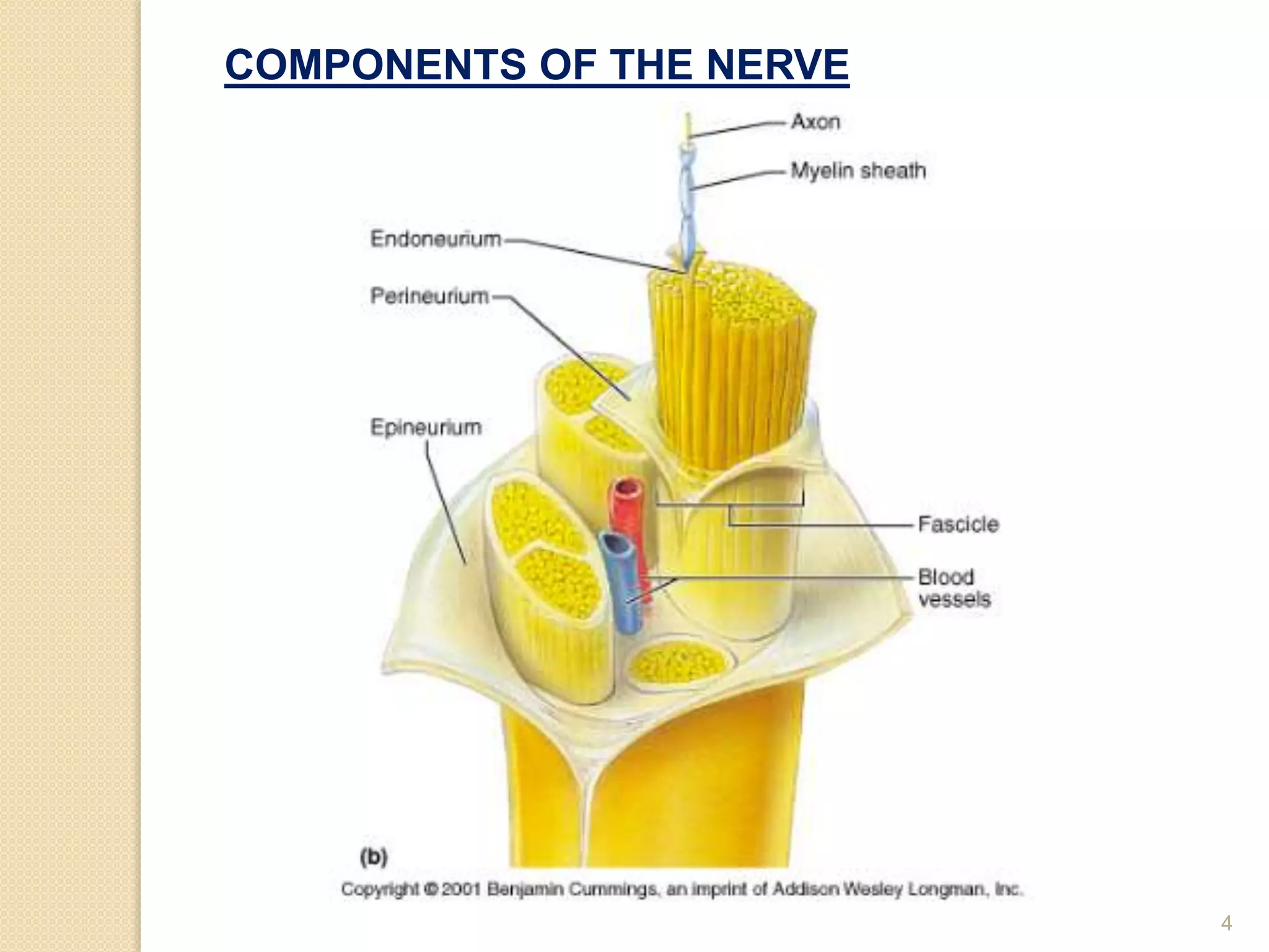 4
COMPONENTS OF THE NERVE
 