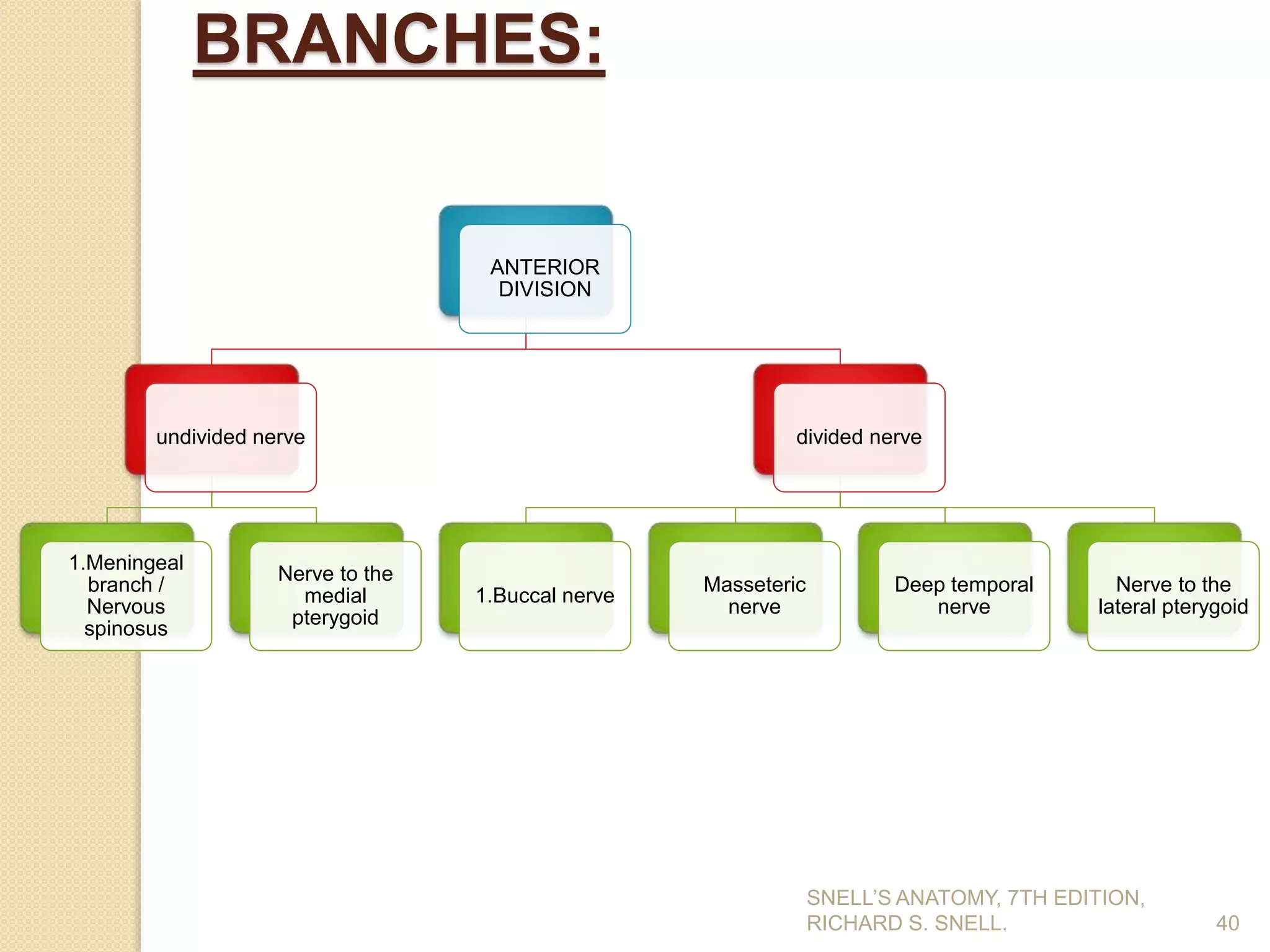 40
BRANCHES:
ANTERIOR
DIVISION
undivided nerve
1.Meningeal
branch /
Nervous
spinosus
Nerve to the
medial
pterygoid
divided nerve
1.Buccal nerve
Masseteric
nerve
Deep temporal
nerve
Nerve to the
lateral pterygoid
SNELL’S ANATOMY, 7TH EDITION,
RICHARD S. SNELL.
 