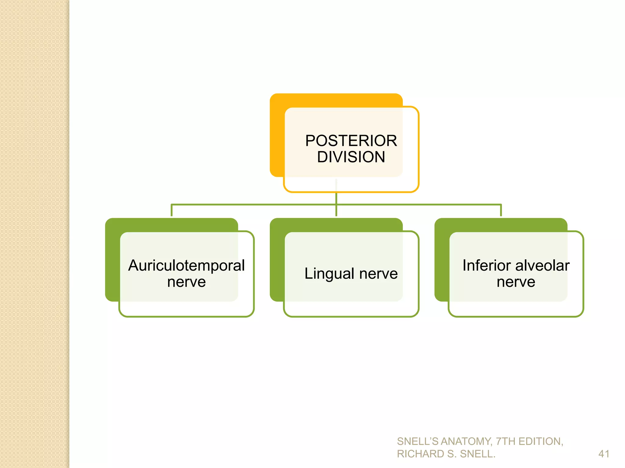 41
POSTERIOR
DIVISION
Auriculotemporal
nerve
Lingual nerve
Inferior alveolar
nerve
SNELL’S ANATOMY, 7TH EDITION,
RICHARD S. SNELL.
 