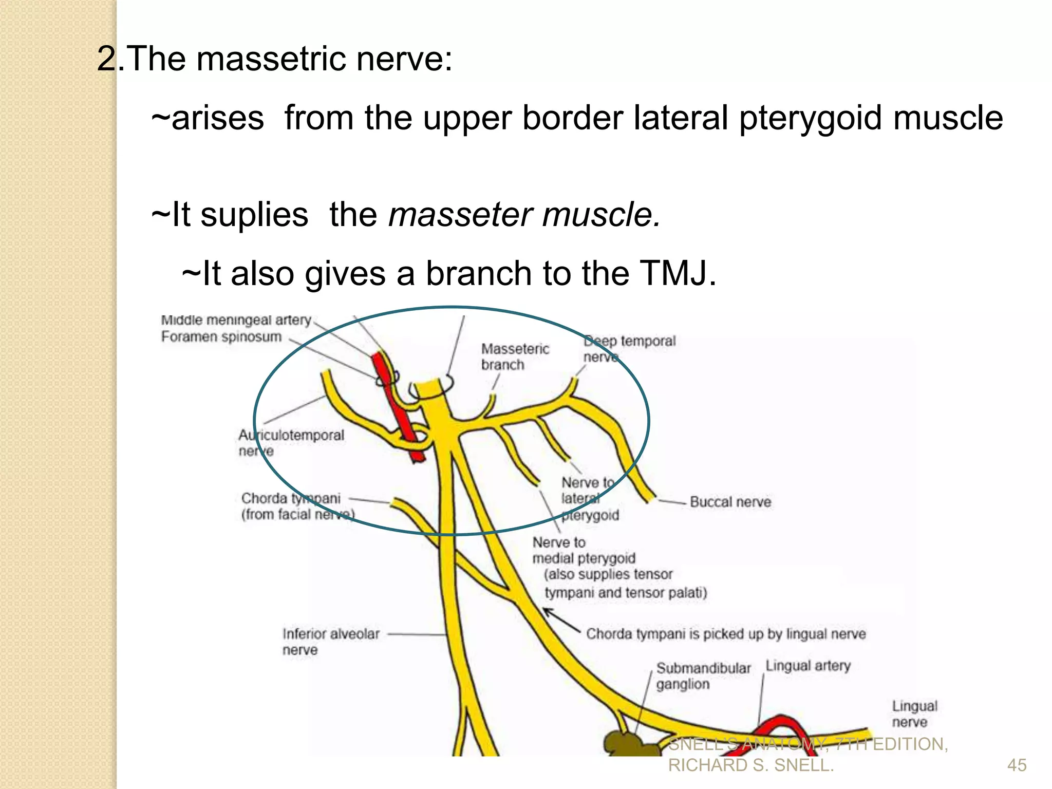2.The massetric nerve:
~arises from the upper border lateral pterygoid muscle
~It suplies the masseter muscle.
~It also gives a branch to the TMJ.
45
SNELL’S ANATOMY, 7TH EDITION,
RICHARD S. SNELL.
 