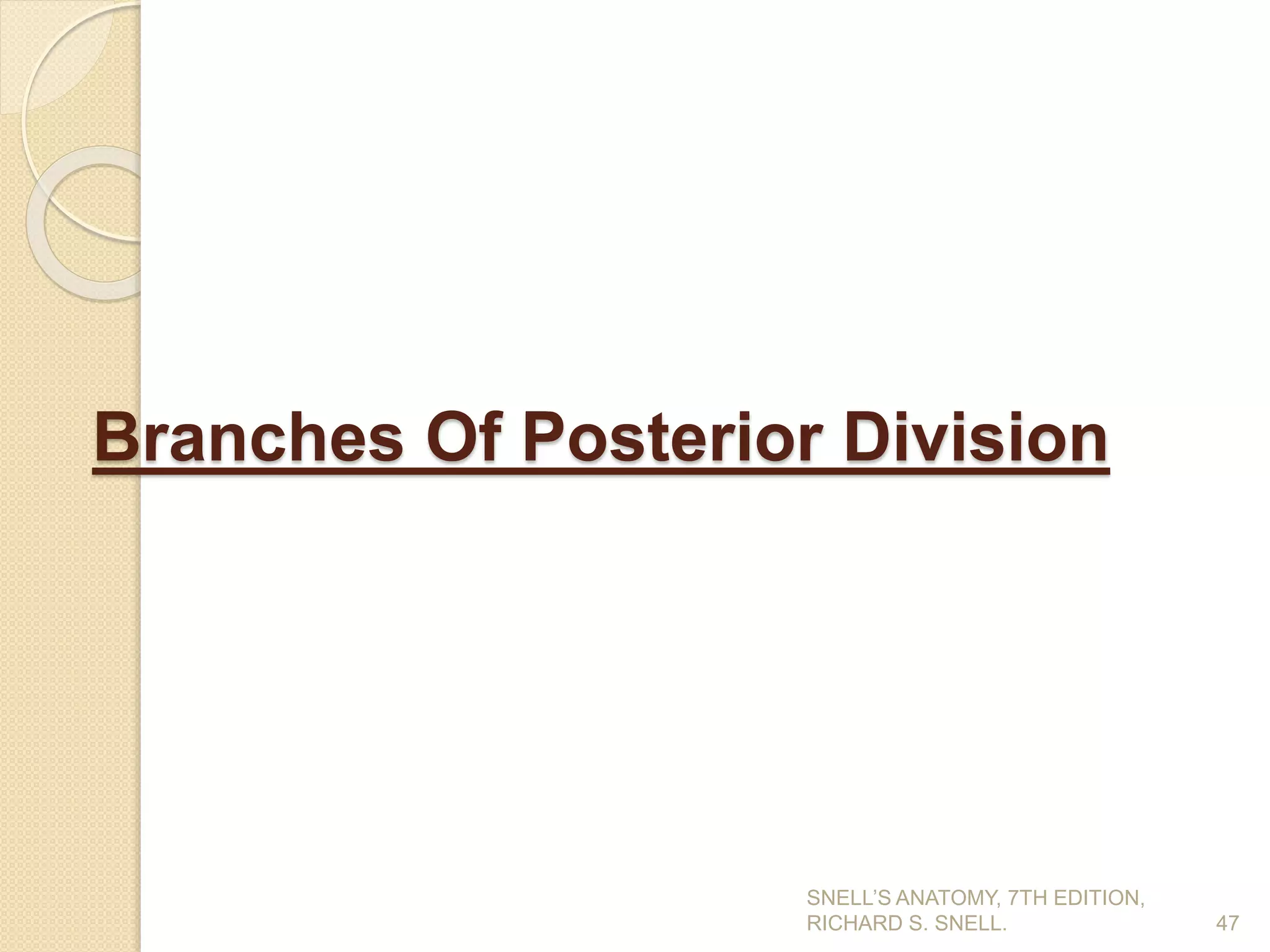 Branches Of Posterior Division
47
SNELL’S ANATOMY, 7TH EDITION,
RICHARD S. SNELL.
 