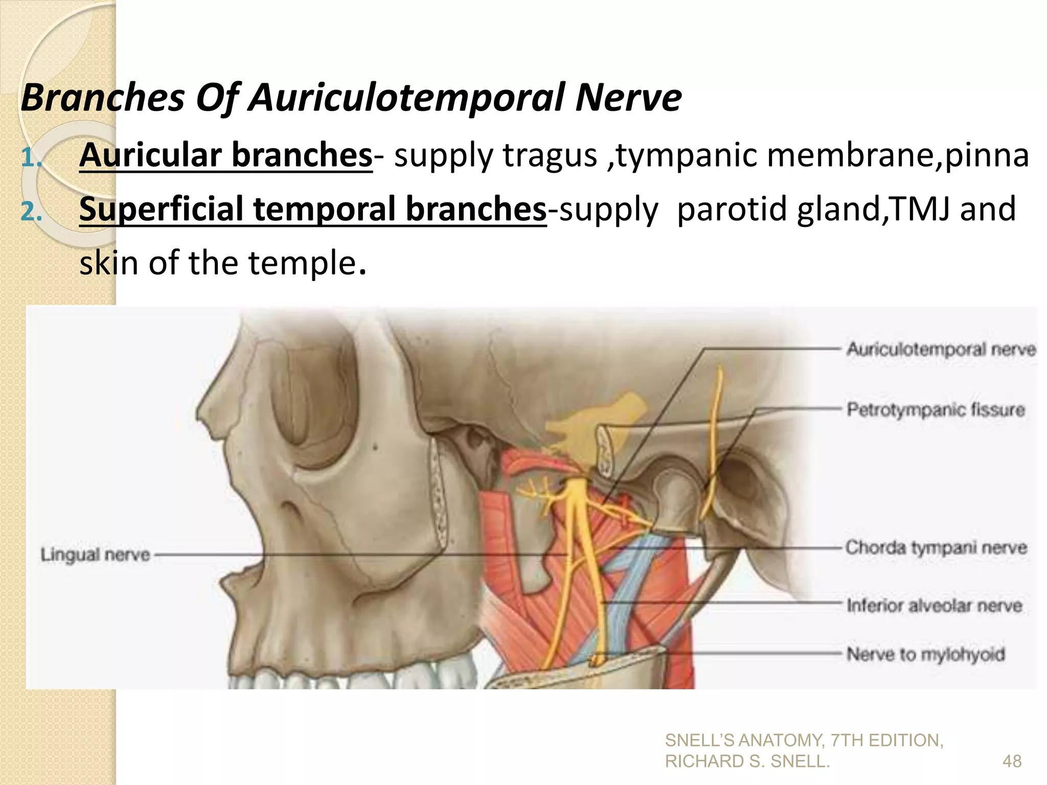 Branches Of Auriculotemporal Nerve
1. Auricular branches- supply tragus ,tympanic membrane,pinna
2. Superficial temporal branches-supply parotid gland,TMJ and
skin of the temple.
48
SNELL’S ANATOMY, 7TH EDITION,
RICHARD S. SNELL.
 