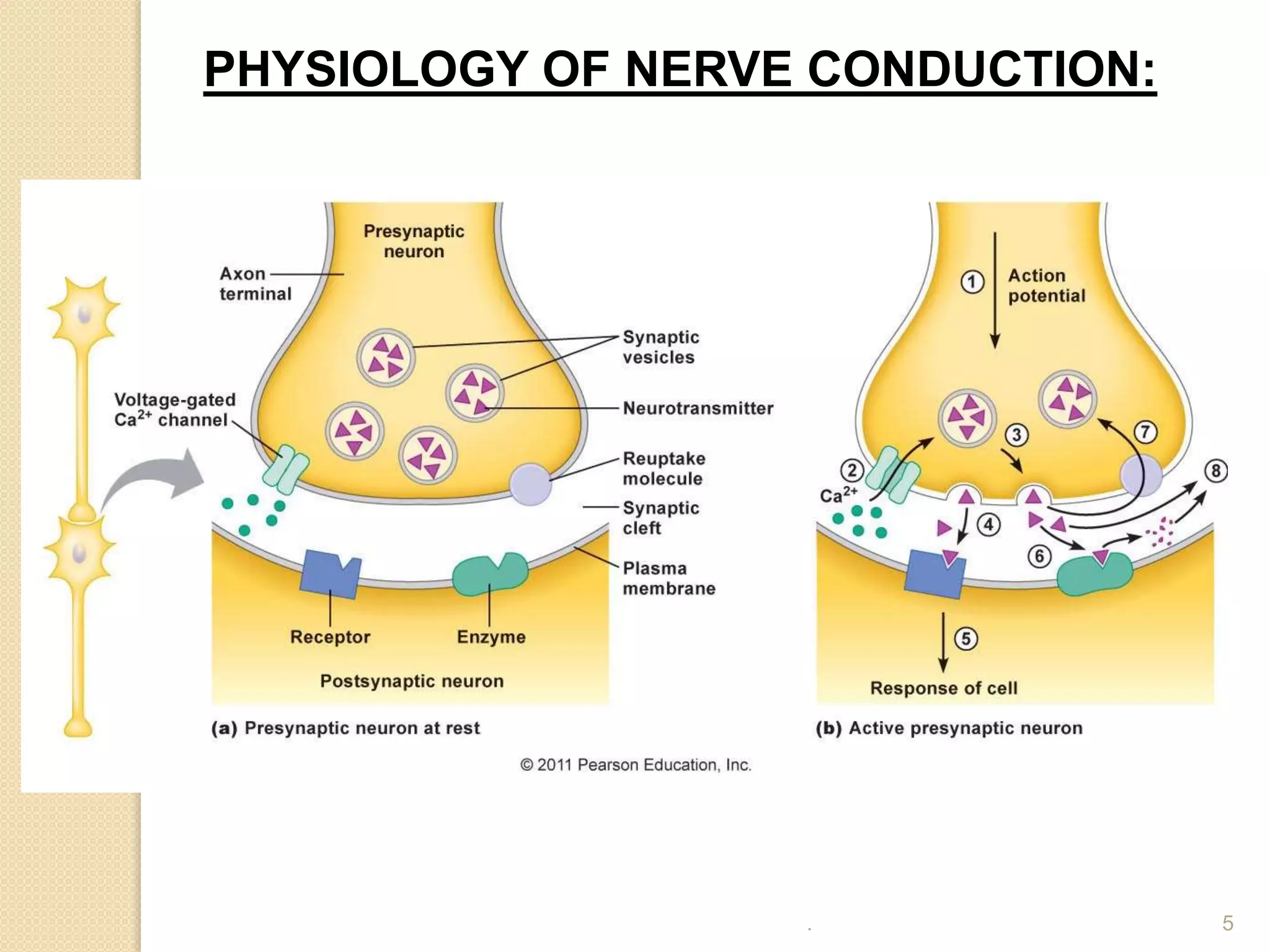 5
PHYSIOLOGY OF NERVE CONDUCTION:
.
 