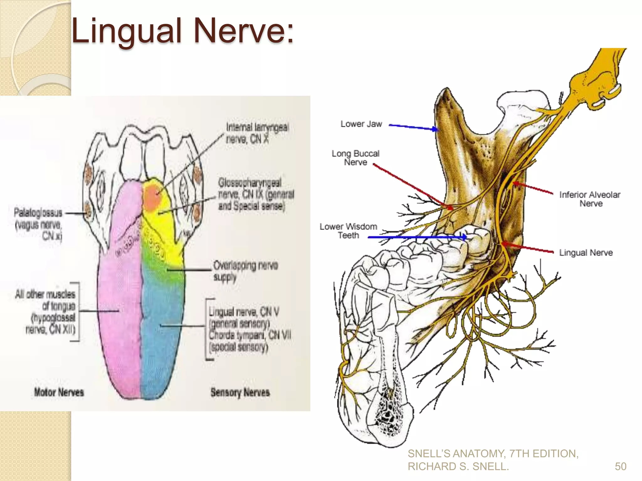 Lingual Nerve:
50
SNELL’S ANATOMY, 7TH EDITION,
RICHARD S. SNELL.
 