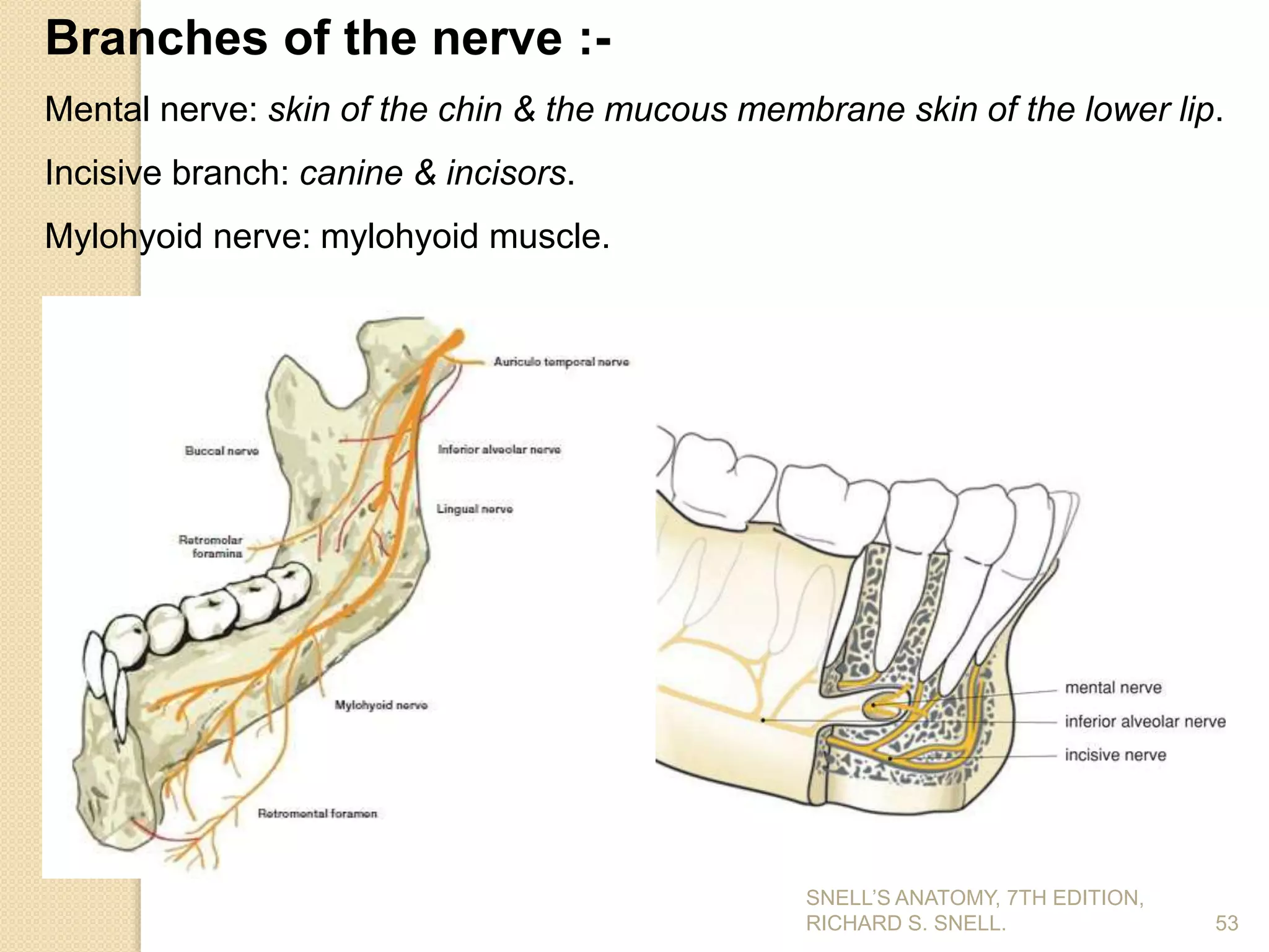 Branches of the nerve :-
Mental nerve: skin of the chin & the mucous membrane skin of the lower lip.
Incisive branch: canine & incisors.
Mylohyoid nerve: mylohyoid muscle.
53
SNELL’S ANATOMY, 7TH EDITION,
RICHARD S. SNELL.
 