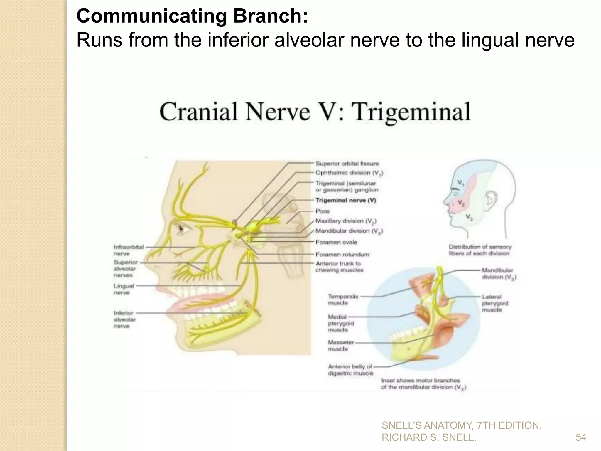 54
Communicating Branch:
Runs from the inferior alveolar nerve to the lingual nerve
SNELL’S ANATOMY, 7TH EDITION,
RICHARD S. SNELL.
 
