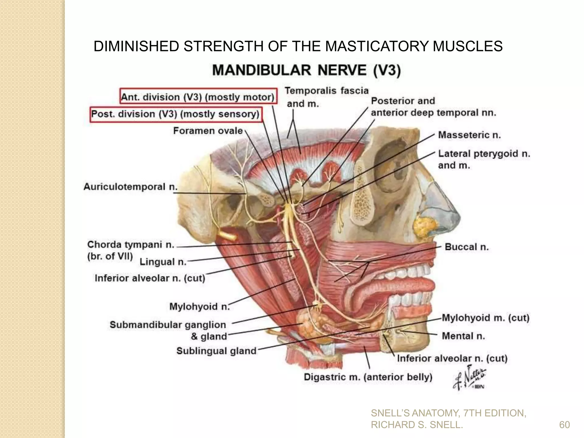 SNELL’S ANATOMY, 7TH EDITION,
RICHARD S. SNELL. 60
DIMINISHED STRENGTH OF THE MASTICATORY MUSCLES
 