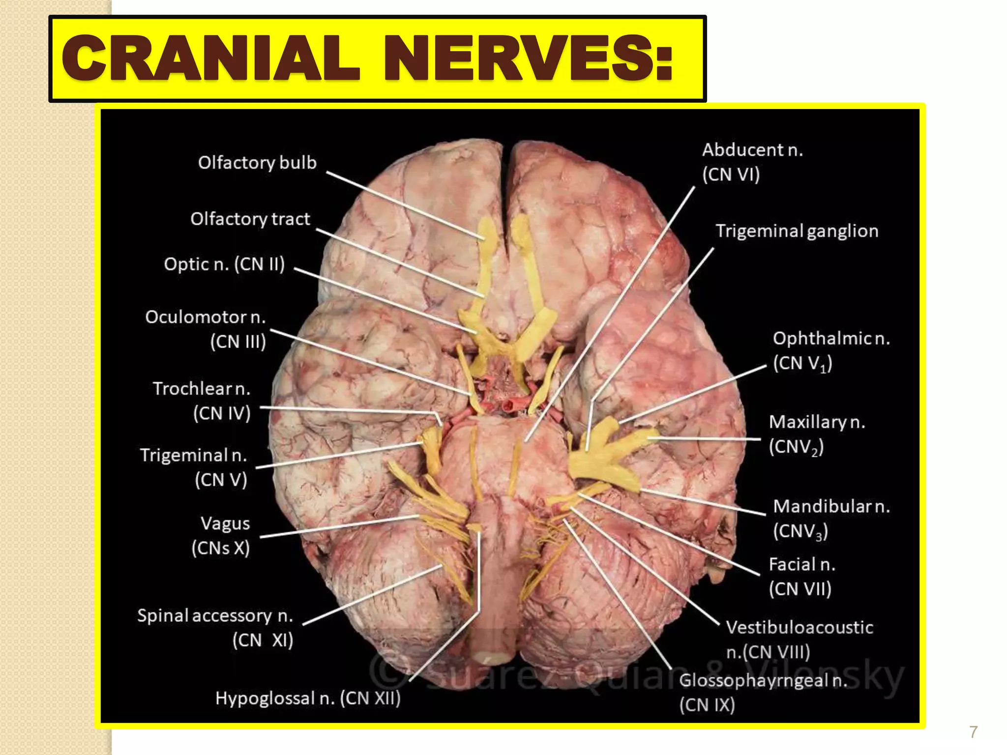 CRANIAL NERVES:
7
 