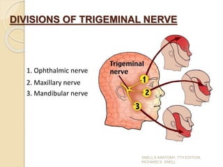 DIVISIONS OF TRIGEMINAL NERVE
1. Ophthalmic nerve
2. Maxillary nerve
3. Mandibular nerve
SNELL’S ANATOMY, 7TH EDITION,
RICHARD S. SNELL.
 