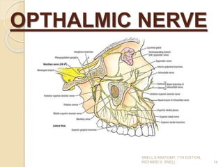 OPTHALMIC NERVE
14
SNELL’S ANATOMY, 7TH EDITION,
RICHARD S. SNELL.
 