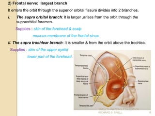 2) Frontal nerve: largest branch
It enters the orbit through the superior orbital fissure divides into 2 branches.
i. The supra orbital branch: It is larger ,arises from the orbit through the
supraorbital foramen.
Supplies : skin of the forehead & scalp
mucous membrane of the frontal sinus
ii. The supra trochlear branch: It is smaller & from the orbit above the trochlea.
Supplies : skin of the upper eyelid
lower part of the forehead.
18
SNELL’S ANATOMY, 7TH EDITION,
RICHARD S. SNELL.
 