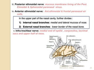 iii. Posterior ethmoidal nerve: mucous membrane lining of the Post.
Etmoidal & Sphenoidal paranasal sinus.
iv. Anterior ethmoidal nerve: Ant.ethmoidal & frontal paranasal air
cells.
20
In the upper part of the nasal cavity, further divides :
1) Internal nasal branches: medial and lateral mucosa of nose.
2) External nasal branches: lower border of the nasal bone.
v. Infra trochlear nerve: medial end of eyelid , conjunctiva, lacrimal
sacs and upper half of nose.
SNELL’S ANATOMY, 7TH EDITION,
RICHARD S. SNELL.
 