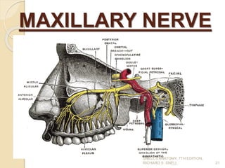 MAXILLARY NERVE
21
SNELL’S ANATOMY, 7TH EDITION,
RICHARD S. SNELL.
 
