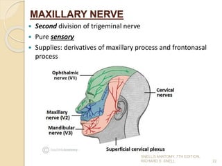 MAXILLARY NERVE
 Second division of trigeminal nerve
 Pure sensory
 Supplies: derivatives of maxillary process and frontonasal
process
22
SNELL’S ANATOMY, 7TH EDITION,
RICHARD S. SNELL.
 