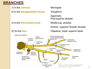 BRANCHES:
1) In the cranium: Meningeal
2) In the pterygopalatine fossa: Ganglionic,
Zygomatic,
Post.superior alveolar
3) In the infra orbital canal: Middle sup. alveolar,
Anterior superior/ Greater alveolar
4) On the face: Palpebral, nasal, superior labial
25
SNELL’S ANATOMY, 7TH EDITION,
RICHARD S. SNELL.
 