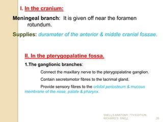 I. In the cranium:
Meningeal branch: It is given off near the foramen
rotundum.
Supplies: duramater of the anterior & middle cranial fossae.
26
SNELL’S ANATOMY, 7TH EDITION,
RICHARD S. SNELL.
II. In the pterygopalatine fossa.
1.The ganglionic branches:
Connect the maxillary nerve to the pterygopalatine ganglion.
Contain secretomotor fibres to the lacrimal gland.
Provide sensory fibres to the orbital periosteum & mucous
membrane of the nose, palate & pharynx.
 