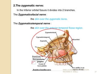 27
2.The zygomatic nerve:
In the Inferior orbital fissure it divides into 2 branches.
The Zygomaticofacial nerve :
the skin over the zygomatic bone.
The Zygomaticotemporal nerve :
the skin over the anterior temporal fossa region.
SNELL’S ANATOMY, 7TH EDITION,
RICHARD S. SNELL.
 