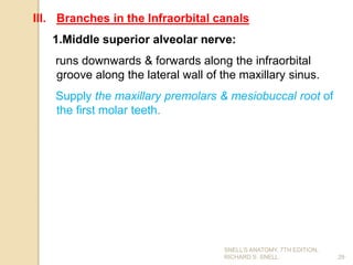 III. Branches in the Infraorbital canals
1.Middle superior alveolar nerve:
runs downwards & forwards along the infraorbital
groove along the lateral wall of the maxillary sinus.
Supply the maxillary premolars & mesiobuccal root of
the first molar teeth.
29
SNELL’S ANATOMY, 7TH EDITION,
RICHARD S. SNELL.
 