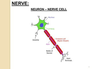 3
NERVE:
NEURON – NERVE CELL
 