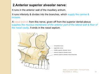 30
2.Anterior superior alveolar nerve:
It runs in the anterior wall of the maxillary antrum.
It runs inferiorly & divides into the branches, which supply the canine &
incisors.
A nasal branch from this nerve, given off from the superior dental plexus
supplies the mucous membrane of the anterior part of the lateral wall & floor of
the nasal cavity. It ends in the nasal septum.
SNELL’S ANATOMY, 7TH EDITION,
RICHARD S. SNELL.
 