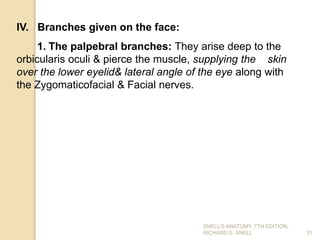 IV. Branches given on the face:
1. The palpebral branches: They arise deep to the
orbicularis oculi & pierce the muscle, supplying the skin
over the lower eyelid& lateral angle of the eye along with
the Zygomaticofacial & Facial nerves.
31
SNELL’S ANATOMY, 7TH EDITION,
RICHARD S. SNELL.
 