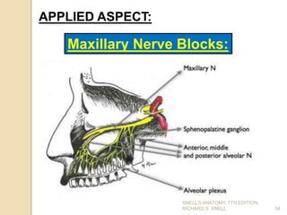 34
APPLIED ASPECT:
Maxillary Nerve Blocks:
SNELL’S ANATOMY, 7TH EDITION,
RICHARD S. SNELL.
 