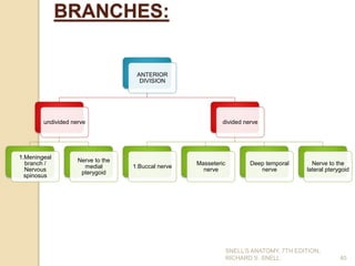 40
BRANCHES:
ANTERIOR
DIVISION
undivided nerve
1.Meningeal
branch /
Nervous
spinosus
Nerve to the
medial
pterygoid
divided nerve
1.Buccal nerve
Masseteric
nerve
Deep temporal
nerve
Nerve to the
lateral pterygoid
SNELL’S ANATOMY, 7TH EDITION,
RICHARD S. SNELL.
 